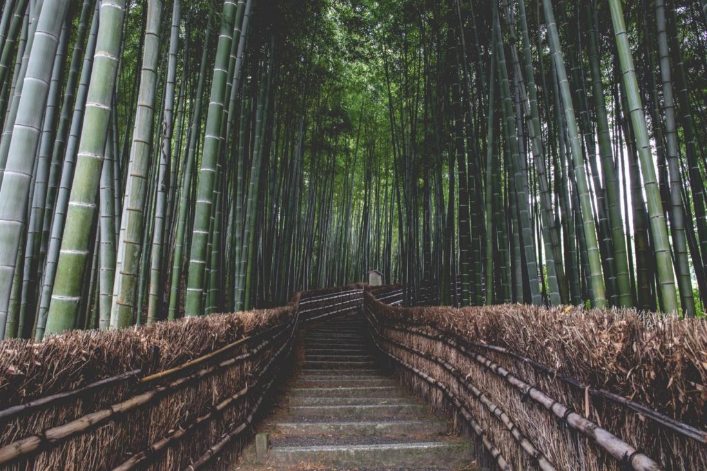 kyoto day tour arashiyama