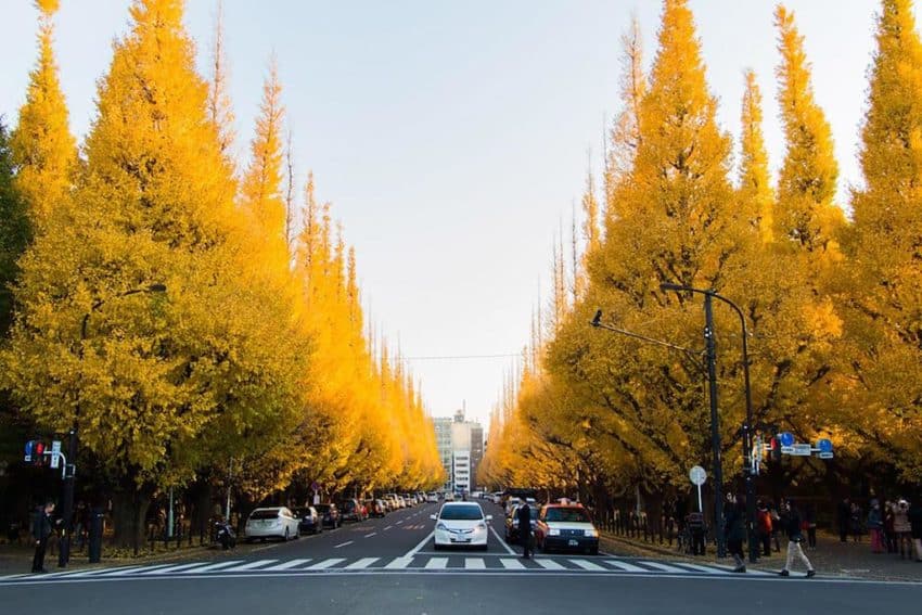 Tokyo Autumn Day Tour